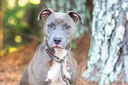 A gray pit bull with a white chest and a brown collar stands in front of a tree with a blurred forest background.