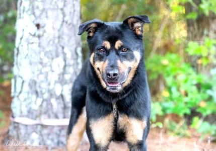 Bingo, Shepherd / Rottweiler, adult, available for adoption
