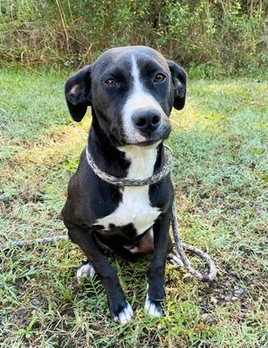 Boo Berry, Pointer / Mixed Breed, young, available for adoption