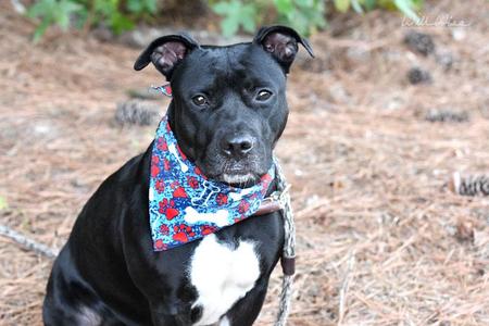 Brigid, Pit Bull Terrier, adult, available for adoption