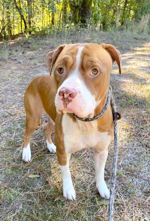 Gordo, Pit Bull Terrier, adult, available for adoption