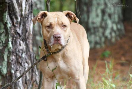 Shrek, Yellow Labrador Retriever, adult, available for adoption