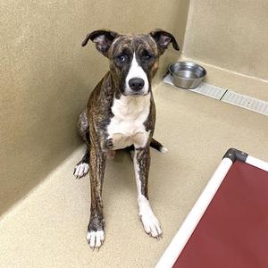 A brindle and white dog sitting in a kennel with a metal bowl and a red bed nearby.