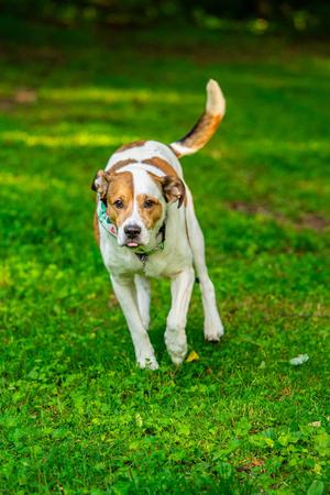 Poppi, Hound, adult, available for adoption