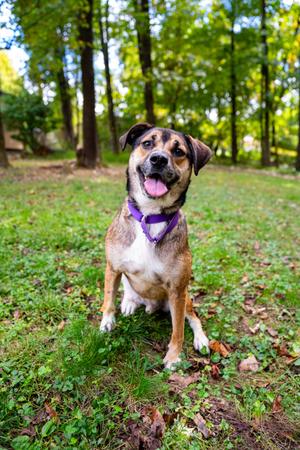 Pluto, Hound, adult, available for adoption
