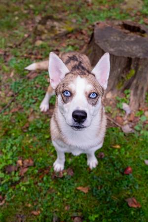 Nova, Australian Shepherd, young, available for adoption