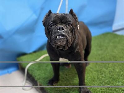 A5802977, Staffordshire Bull Terrier, senior, available for adoption