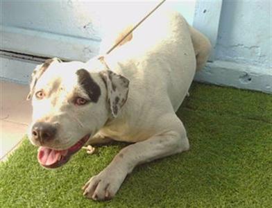 DARLA, Pit Bull Terrier, young, available for adoption