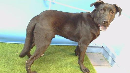 BAZOOKA JOE, Labrador Retriever, adult, available for adoption