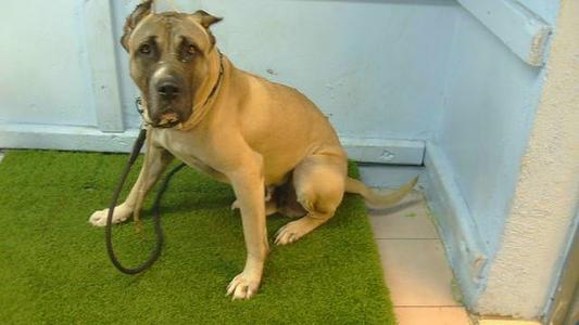 BOSS, Spanish Mastiff, adult, available for adoption