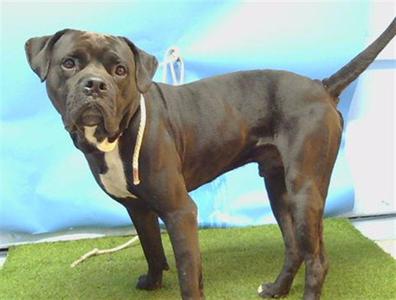 CLIFFORD, Cane Corso Mastiff / Mastiff, adult, available for adoption