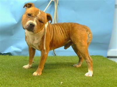A5803079, Pit Bull Terrier / American Pit Bull Terrier, adult, available for adoption