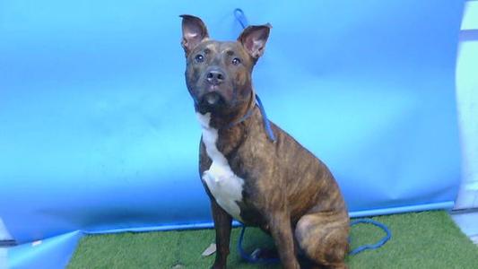 CYNTHIA, Pit Bull Terrier, young, available for adoption