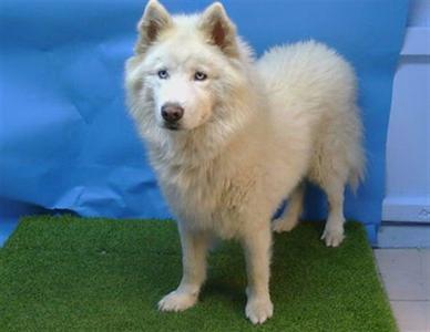 BLIZZARD, Alaskan Malamute, senior, available for adoption