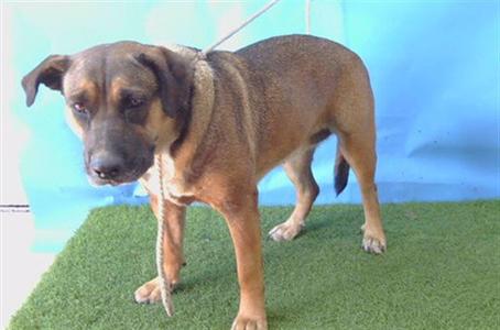 A brown dog standing on a green artificial turf surface, with a blue background.