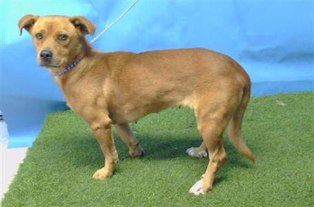 a brown dog standing on artificial grass