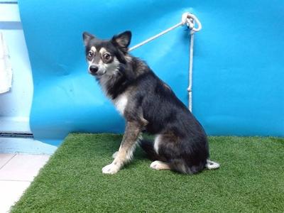 A5766494, Shetland Sheepdog Sheltie, adult, available for adoption