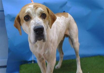 BENTLEY, English Foxhound / Rhodesian Ridgeback, adult, available for adoption