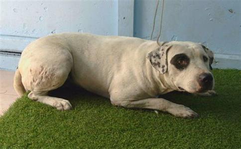 ALFIE, Pit Bull Terrier, young, available for adoption