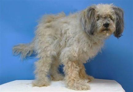 A5804328, Terrier, senior, available for adoption