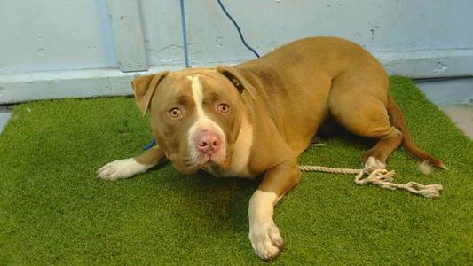COFFEE CAKE, Pit Bull Terrier, adult, available for adoption