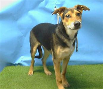 BOLT ARTHUR, German Shepherd Dog, young, available for adoption