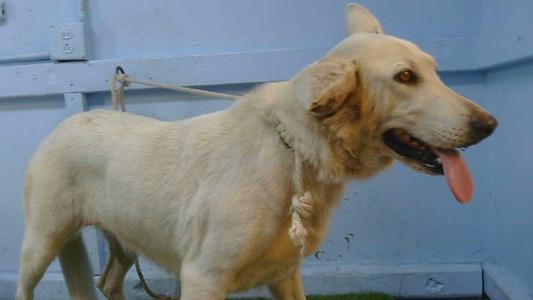A light-colored dog with its tongue out, standing on a leash.