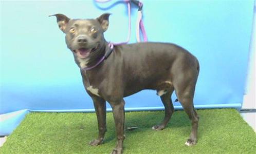 DANZIG, Pit Bull Terrier, adult, available for adoption