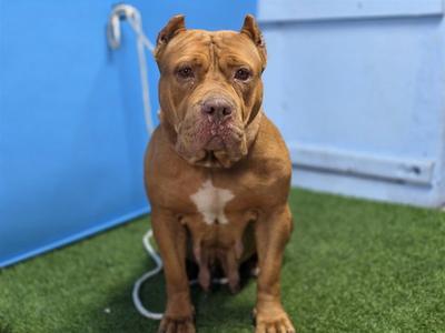 A5802444, Pit Bull Terrier, adult, available for adoption