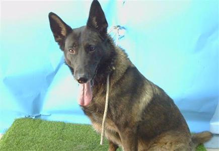 BROOKLYN, Belgian Shepherd Malinois / German Shepherd Dog, senior, available for adoption