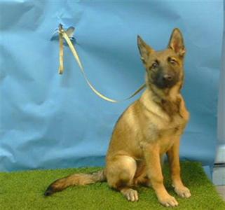 A German Shepherd puppy sitting on artificial grass with a leash attached to a blue backdrop.