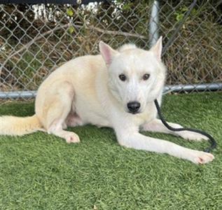 CONGEE, Siberian Husky, adult, available for adoption