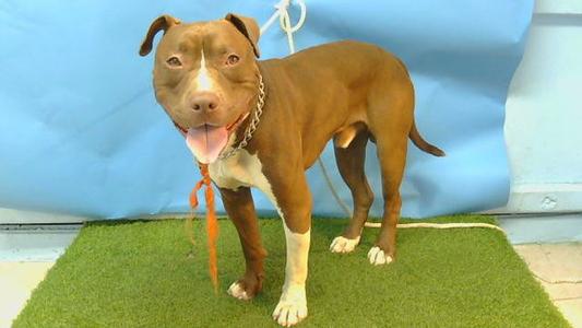 CELLS, Pit Bull Terrier, young, available for adoption