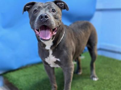 AUNT GLADYS, Pit Bull Terrier, senior, available for adoption