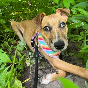 Elsi, Mountain Cur, young, available for adoption