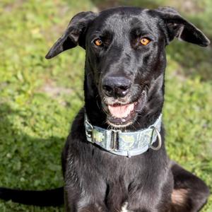 Juno, Retriever, Black Labrador, adult, available for adoption