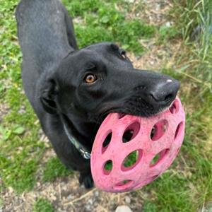 Juno, Retriever, Black Labrador, young, available for adoption