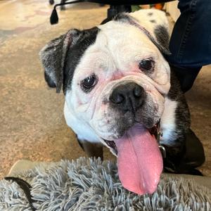 Hazel, Bulldog, English, senior, available for adoption