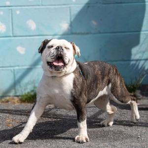 Hazel, Bulldog, English, senior, available for adoption