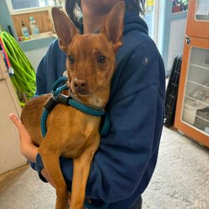 Andy, Chihuahua, Short Coat, young, available for adoption