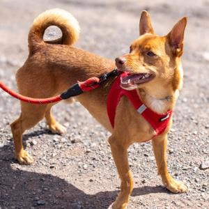 Andy, Chihuahua, Short Coat, young, available for adoption