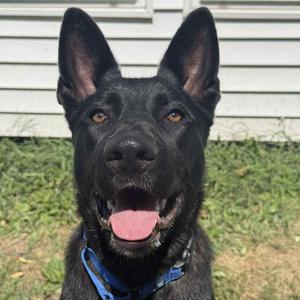 Finn, Shepherd, German King, adult, available for adoption