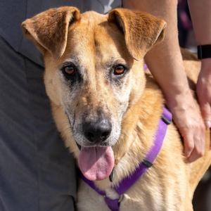 Xavier, Mixed Breed (Medium), adult, available for adoption