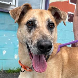 Xavier, Mixed Breed (Medium), adult, available for adoption