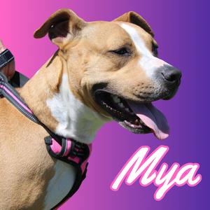 A tan and white dog named Mya wearing a pink and black harness against a purple and pink gradient background.