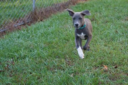 a blue-gray dog with white paws running on grass