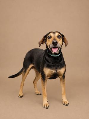 A black and tan dog standing on a beige background, wearing a green collar, with its mouth open and tongue out, looking happy.