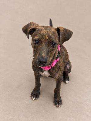 a brindle-colored dog with a pink collar sitting on a plain surface