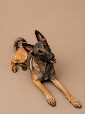 A German Shepherd dog lying on a beige background
