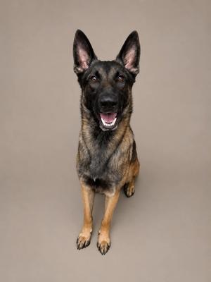 A black and tan German Shepherd dog sitting on a plain background, looking up with its mouth open and tongue visible.